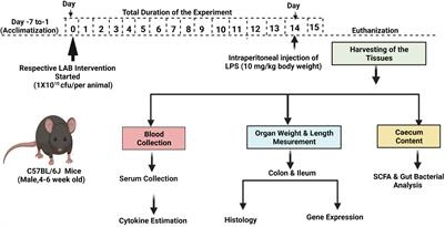 Lactic Acid Bacterial Supplementation Ameliorated the Lipopolysaccharide-Induced Gut Inflammation and Dysbiosis in Mice